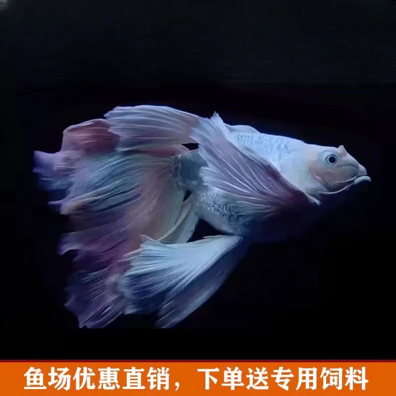 蝴蝶鲤鱼15-18白精品繁殖 渔场养鱼小型饲养混养好养蝴蝶鲤观赏鱼