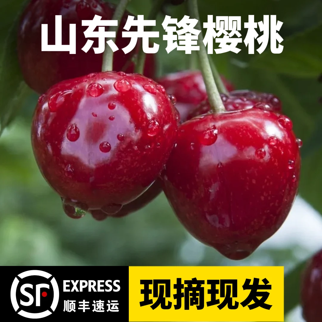 【现摘】山东先锋大樱桃新鲜水果顺丰空运2-5斤