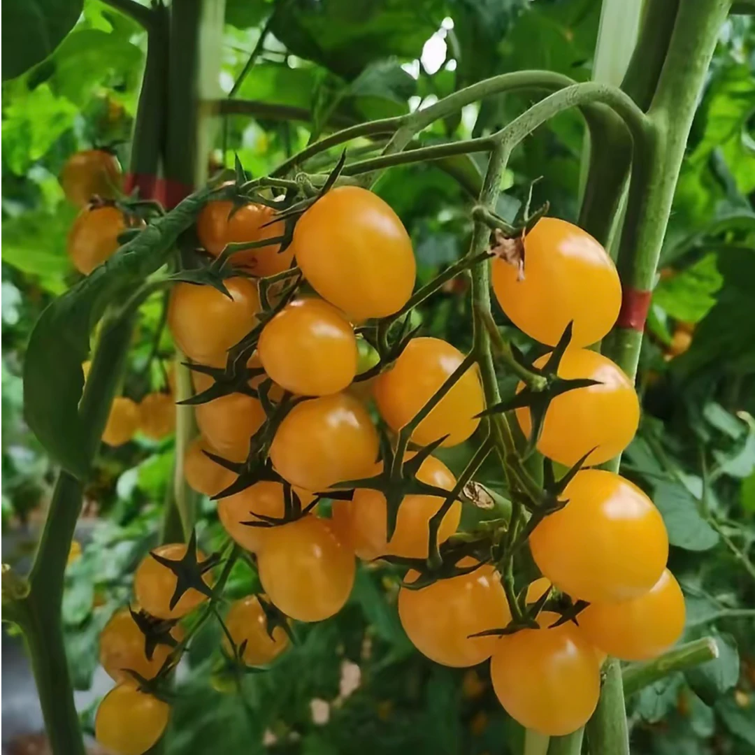 中昌花卉【圣女果苗】3盆3色