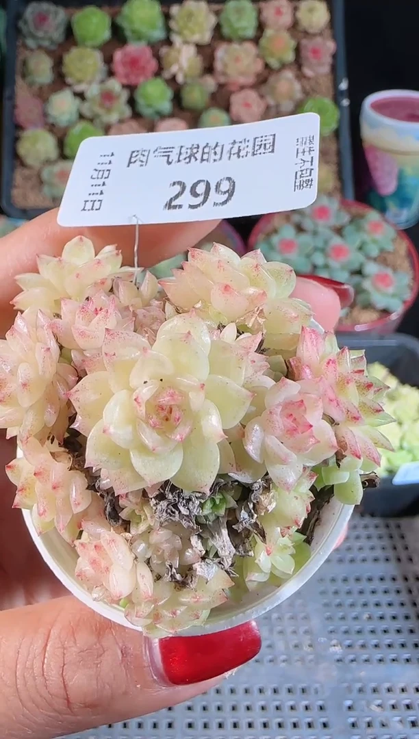 1111-299群生不包整