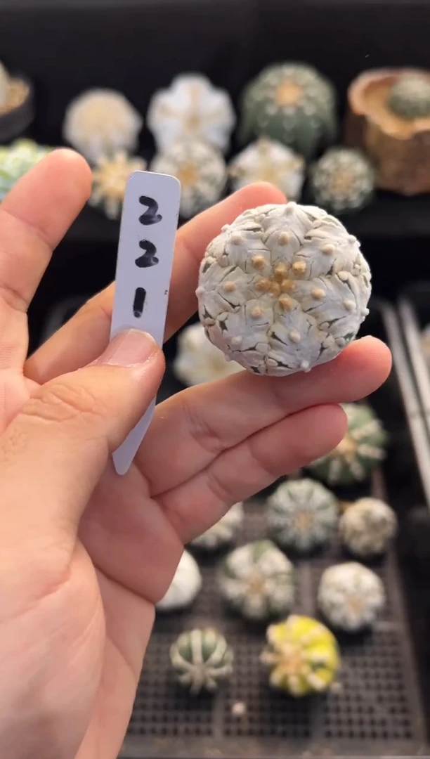 大宽V不含盆土实生编码221