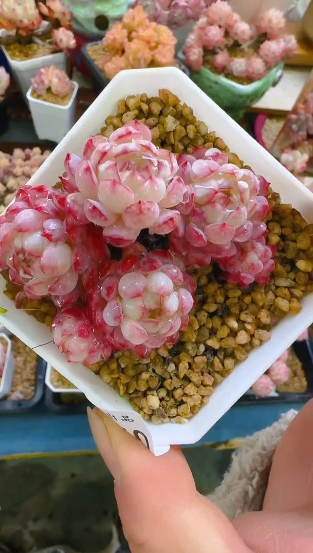 【闪购商品】春—060—仙农(小红包）