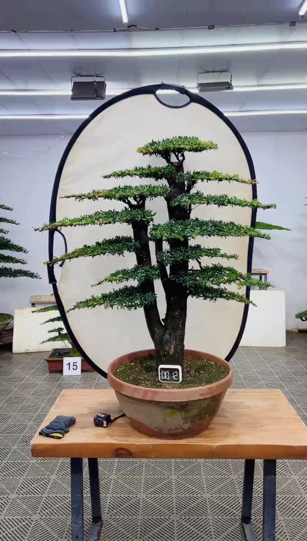 无花朵造型盆景一物一拍