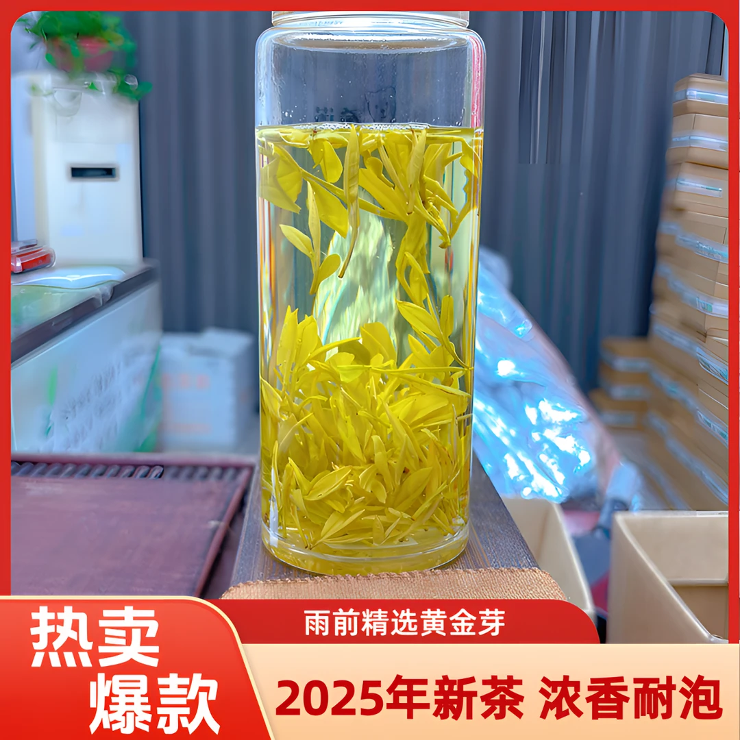 雨前 2025黄金芽 绿茶 浙江原产地新茶高山  豆香型