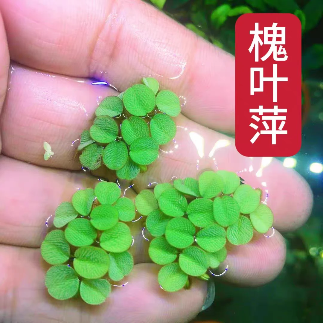 鱼缸净水槐叶萍浮萍养鱼养龟专用水草水草圆心萍净化水质水培绿植