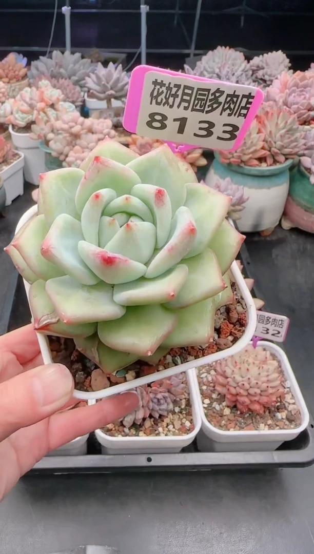 【闪购商品】8133绿体祖母绿