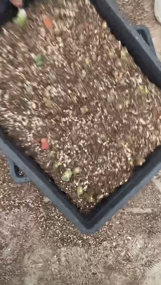 多肉植物肉锥脱土发29-148