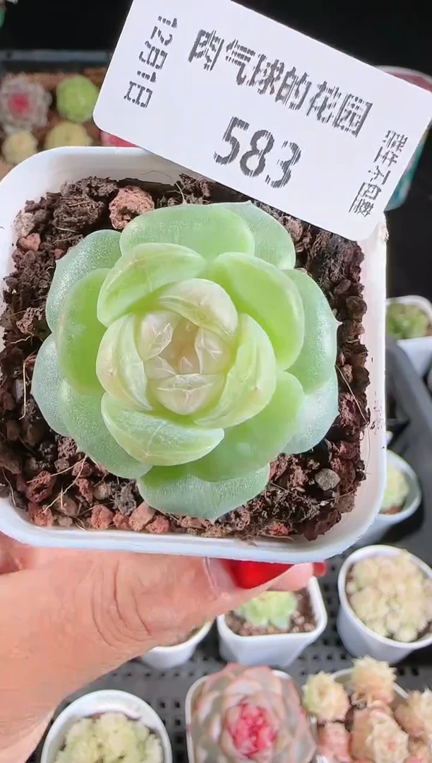1201-583星月多肉群生不包整