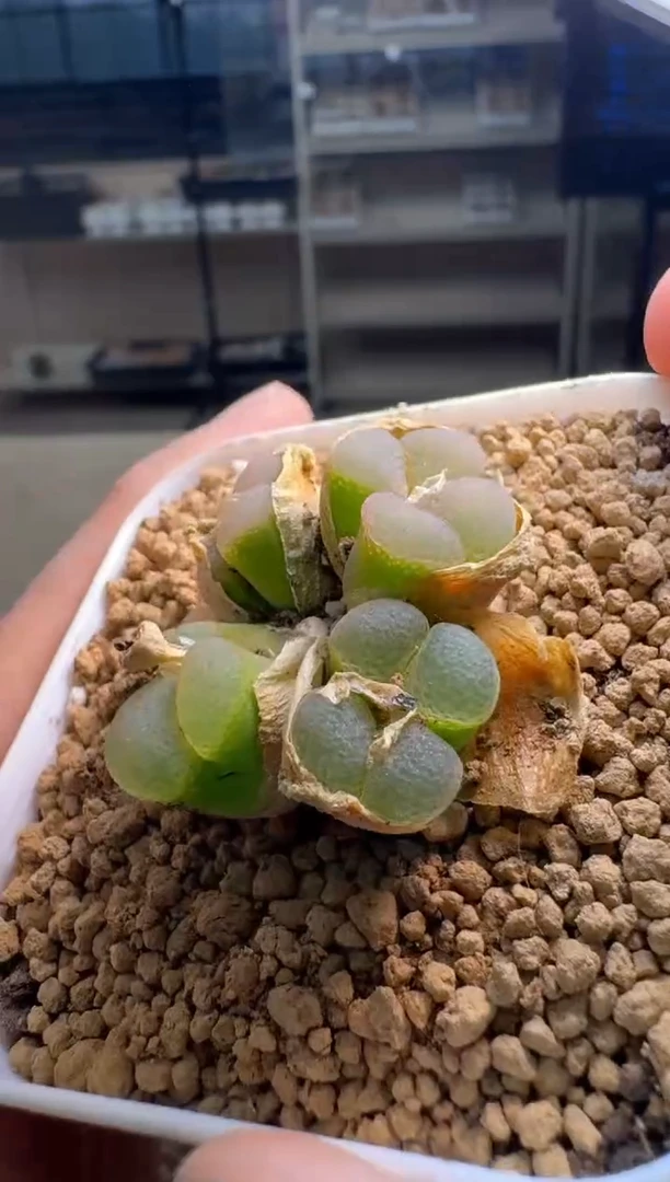 美丽的肉石头19-918