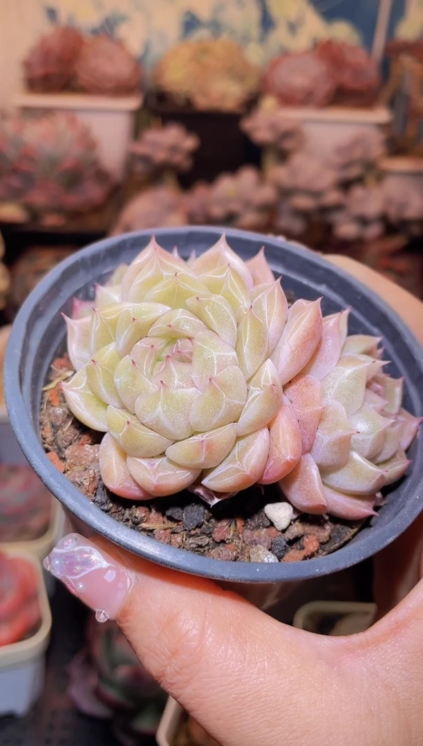 【闪购商品】054钻石珍妮