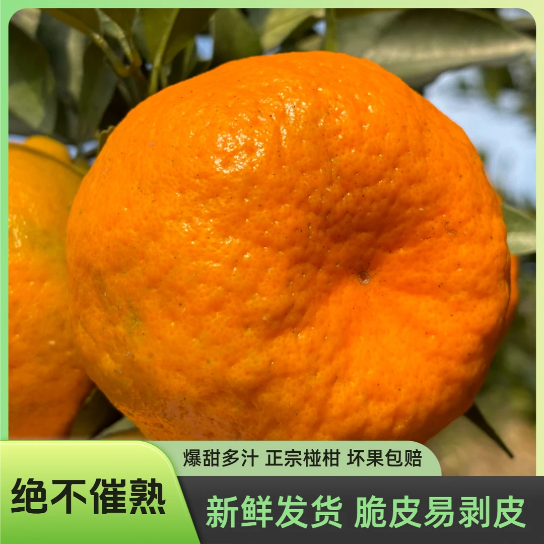 【正宗巴东椪柑】现摘雷家坪椪柑新鲜爆甜多汁应季水果产地直发好吃