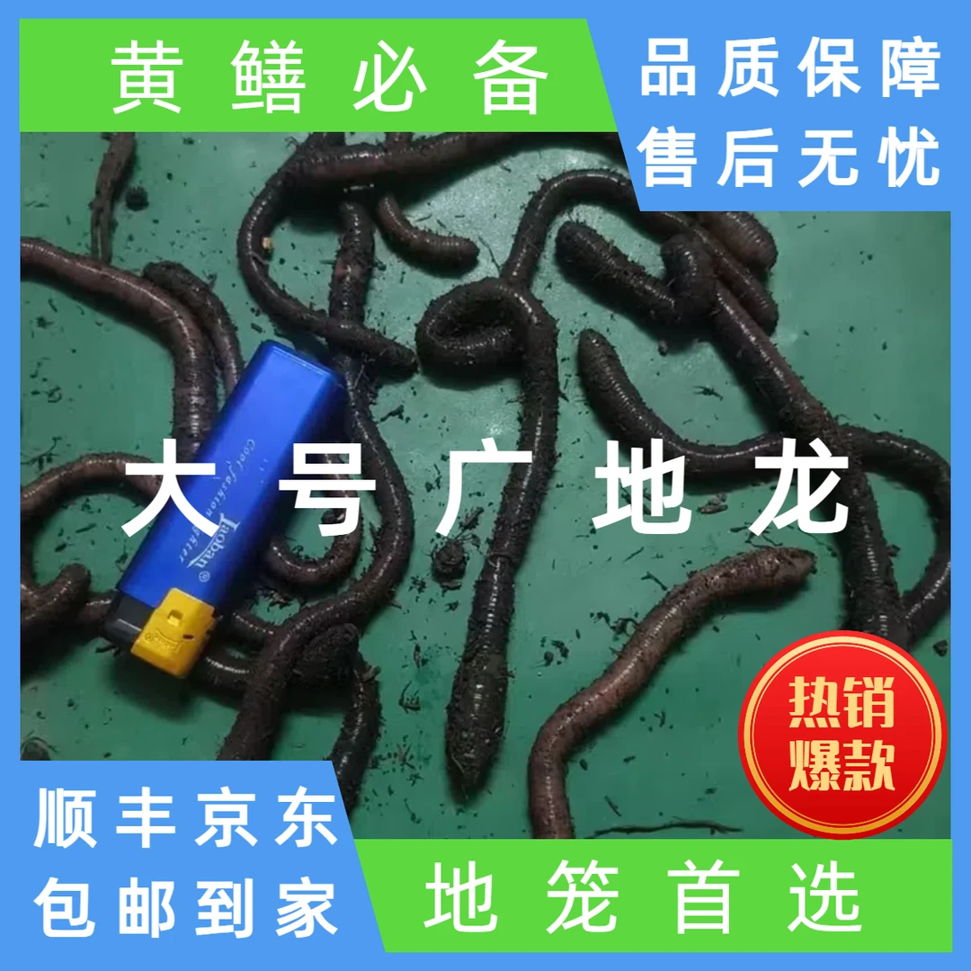 【福建专拍】包邮蚯蚓活体鱼饵钓鱼（高温天气可能导致正常损耗5%）