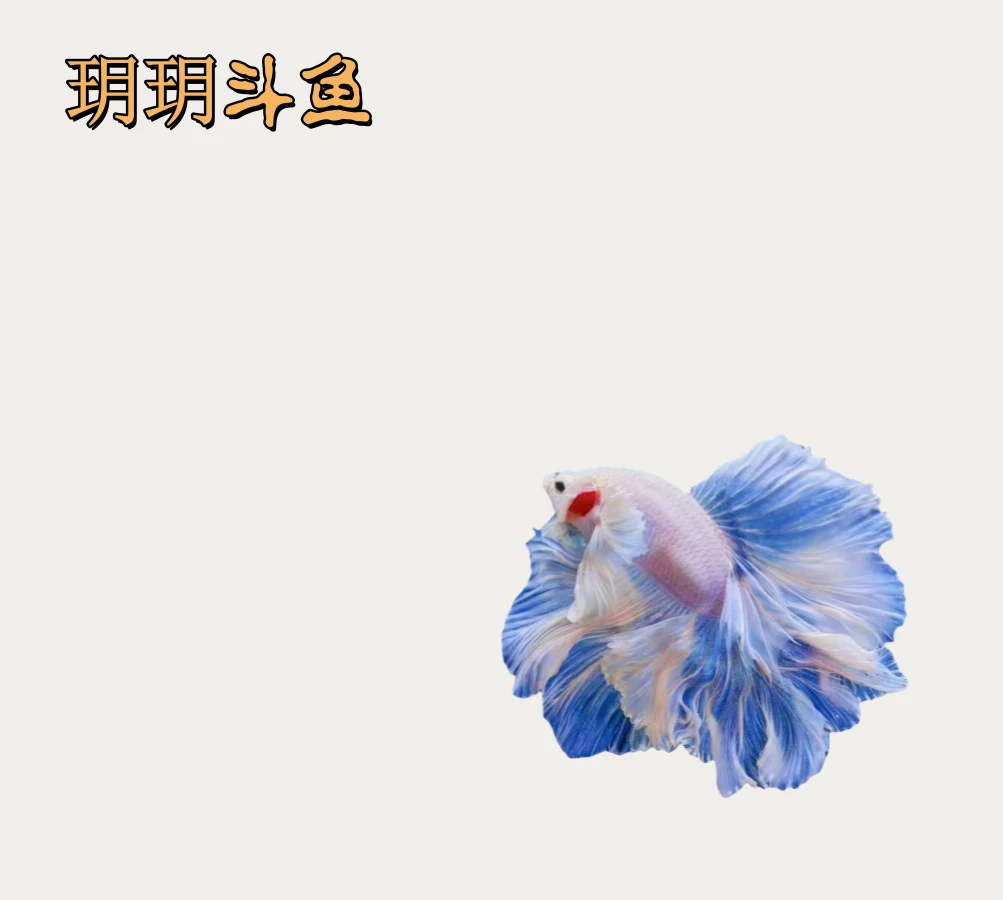 D8（168-192）泰国斗鱼精品鱼小型热带观赏鱼【直播间选鱼】