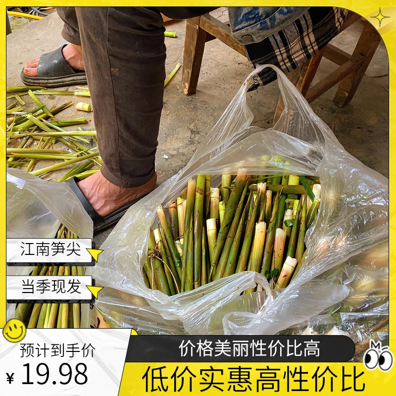 2025江南新鲜小竹笋带壳当季新鲜水竹笋尖鲜嫩绿皮山竹笋整箱现发