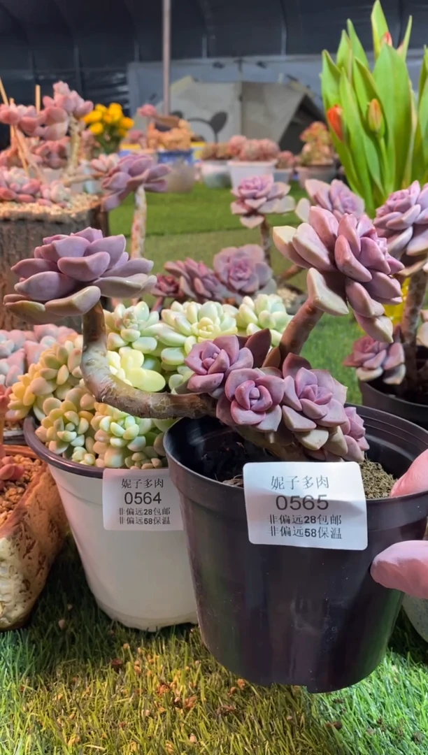 【闪购商品】0565a