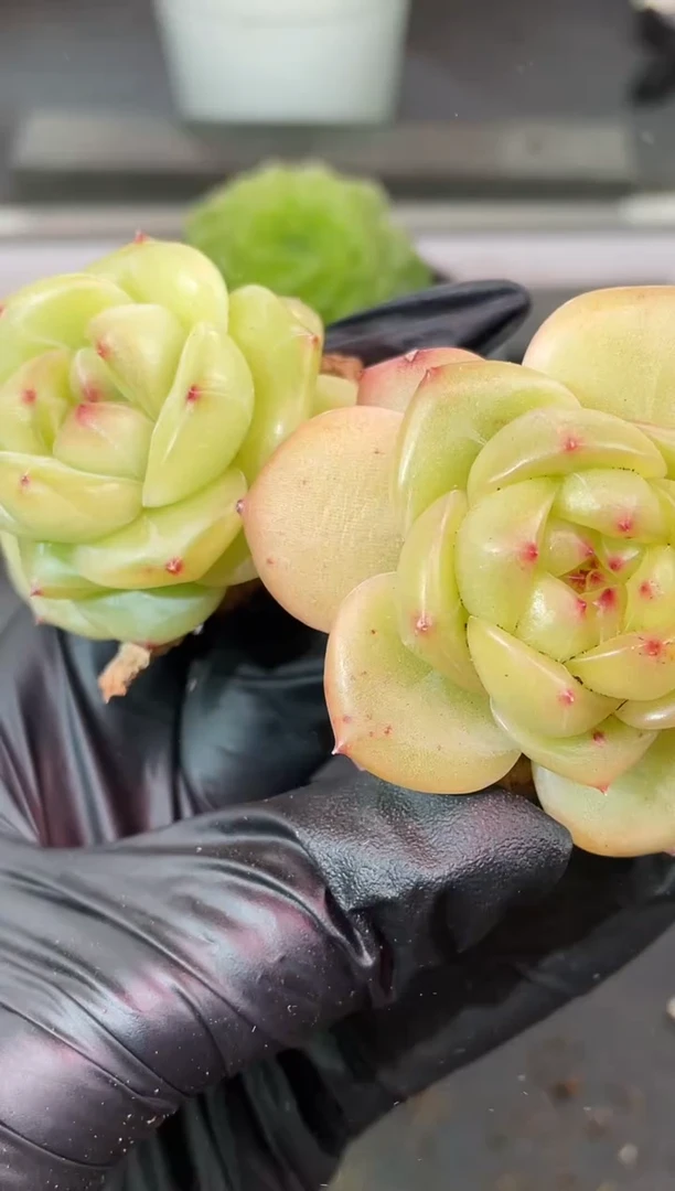 闪购2389  珠颜多肉一颗