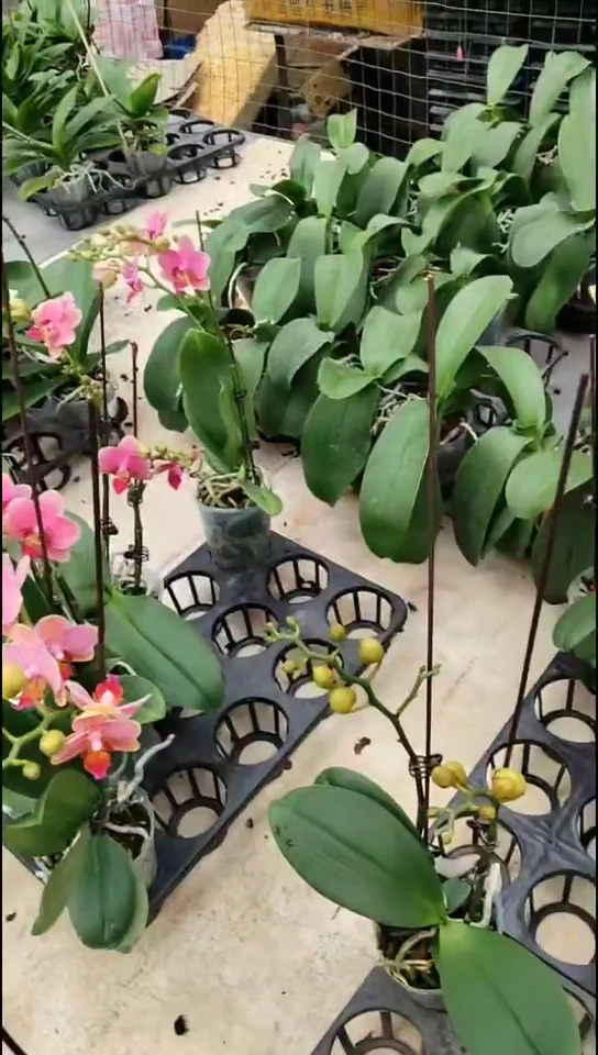 完全开放玲玲正价苗