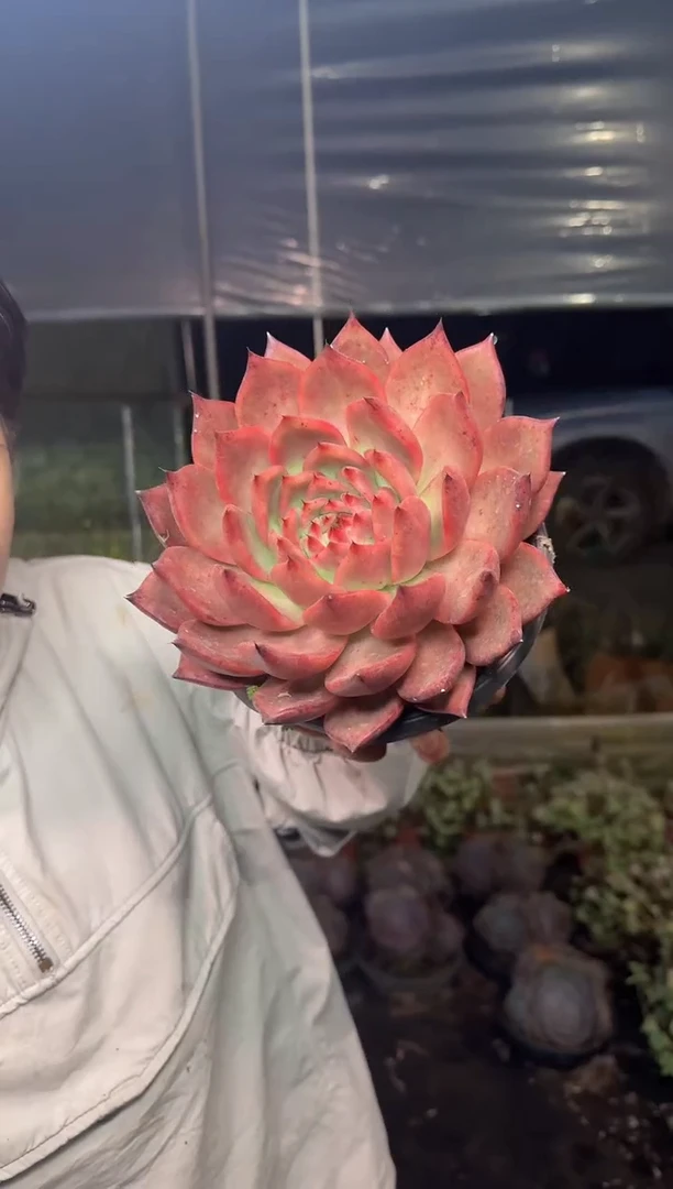 阿姆斯壮（挑大的）11.99