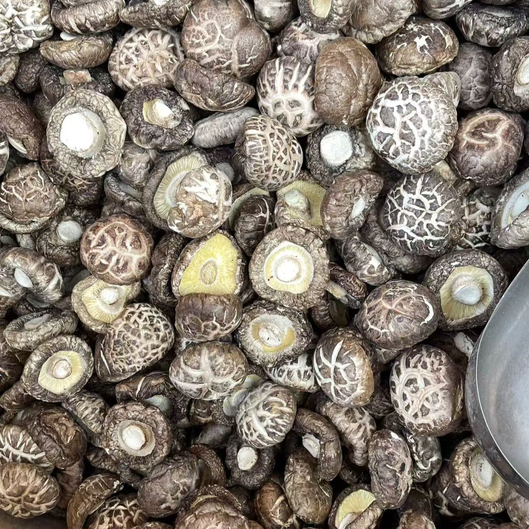 【素贞推荐】花菇煲汤肉厚脆嫩