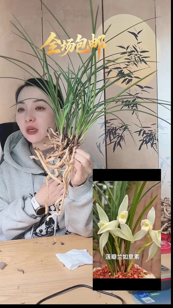 当前无花栽培后可以开花：如意素