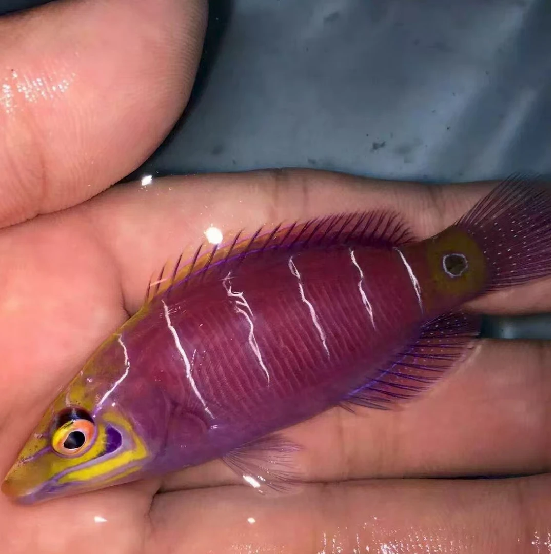 海水观赏鱼五线狐