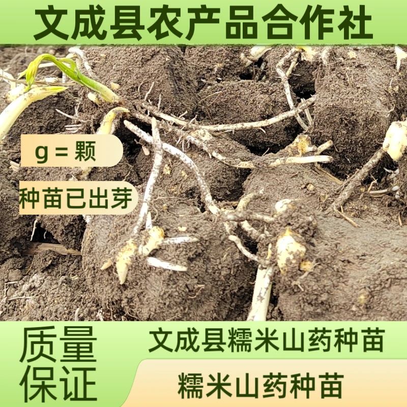 温州文成正宗糯米山药出芽苗山药种子蔬菜种子正品保证产地直发