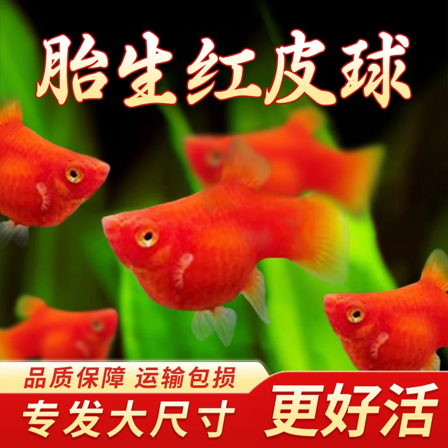 精品纯种红皮球红太阳球观赏鱼玛丽球原生鱼活体活体鱼