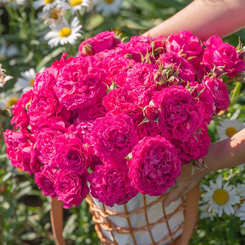 胭脂果冻 超新品国产天狼自育月季玫瑰 多季大花耐热灌木