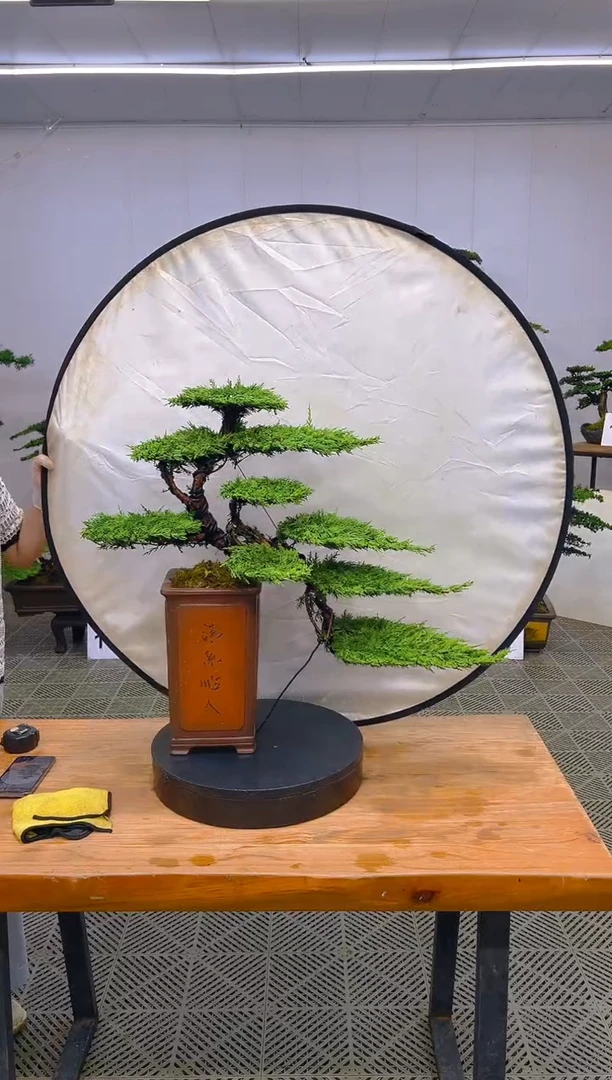 无花朵一物一拍一物一拍