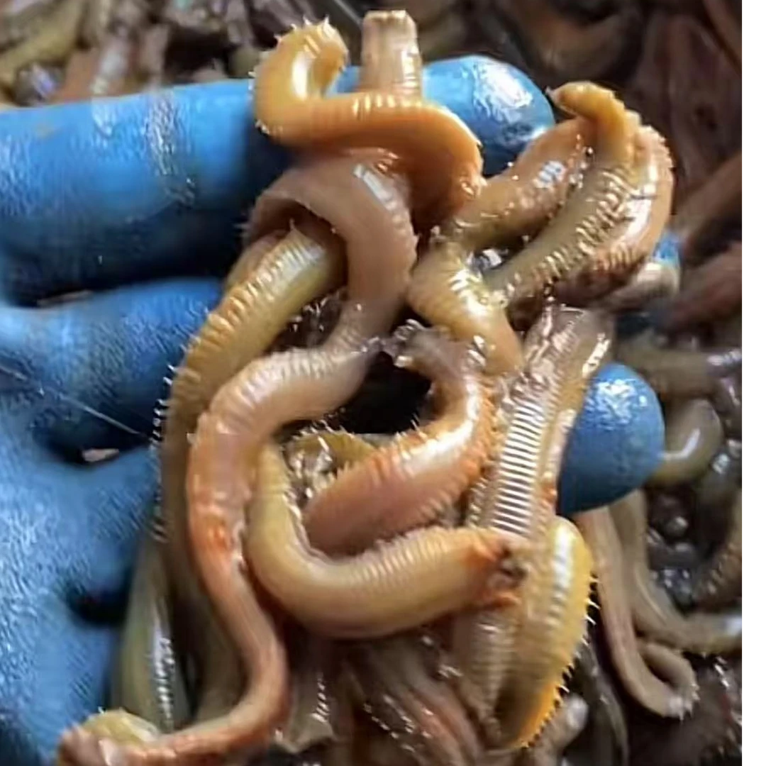 青岛本地野生腌制扁食 海钓饵料 海钓黄骨鱼  石九公 白果子必备