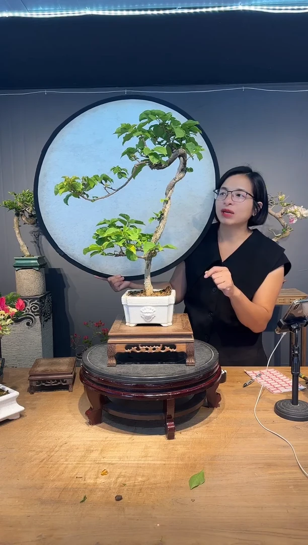 吉祥三宝   重瓣大红三角梅