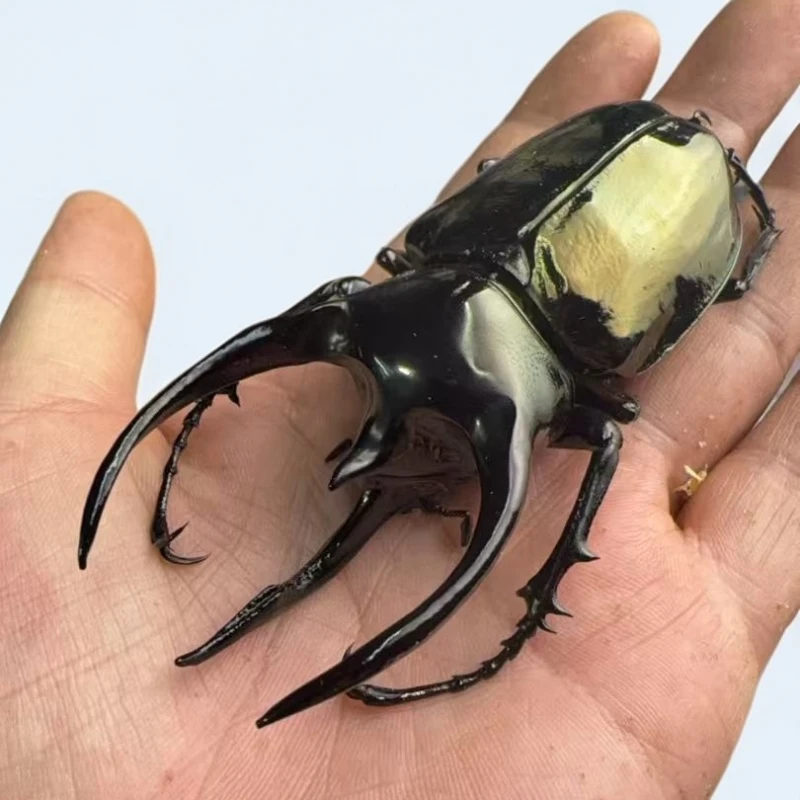 cah南洋大兜虫 成虫活体（拍）95mm 配母（1对虫）