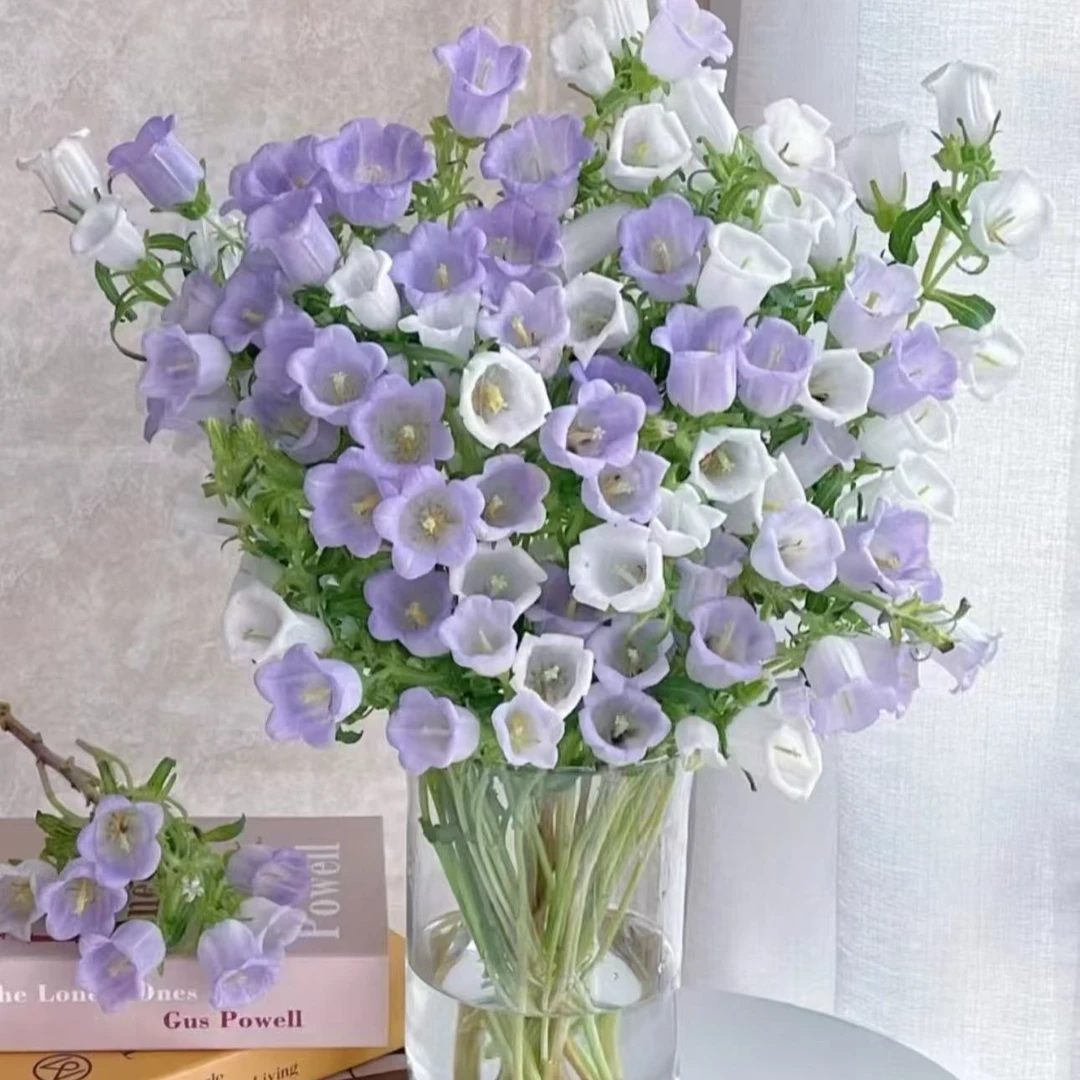 【风铃花】爆花神器丨家居氛围感丨水培鲜切花