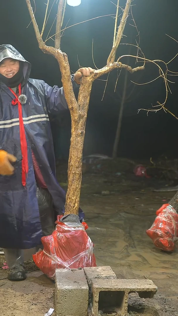 完全开放石榴1109