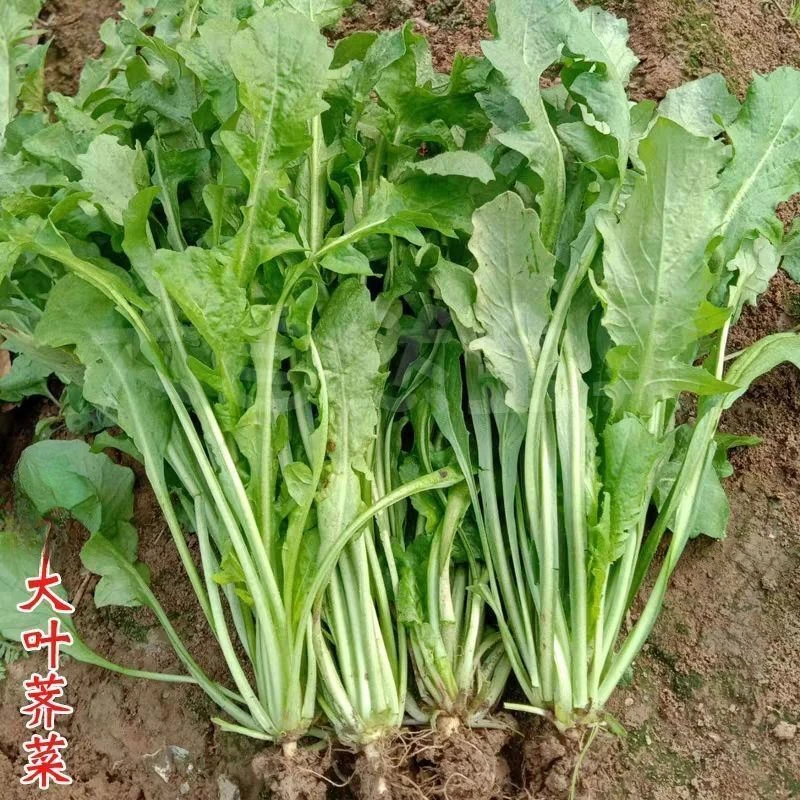 F137荠荠菜种子农家大叶春菜籽秋冬四季播荠菜种孑地菜蔬菜种孑