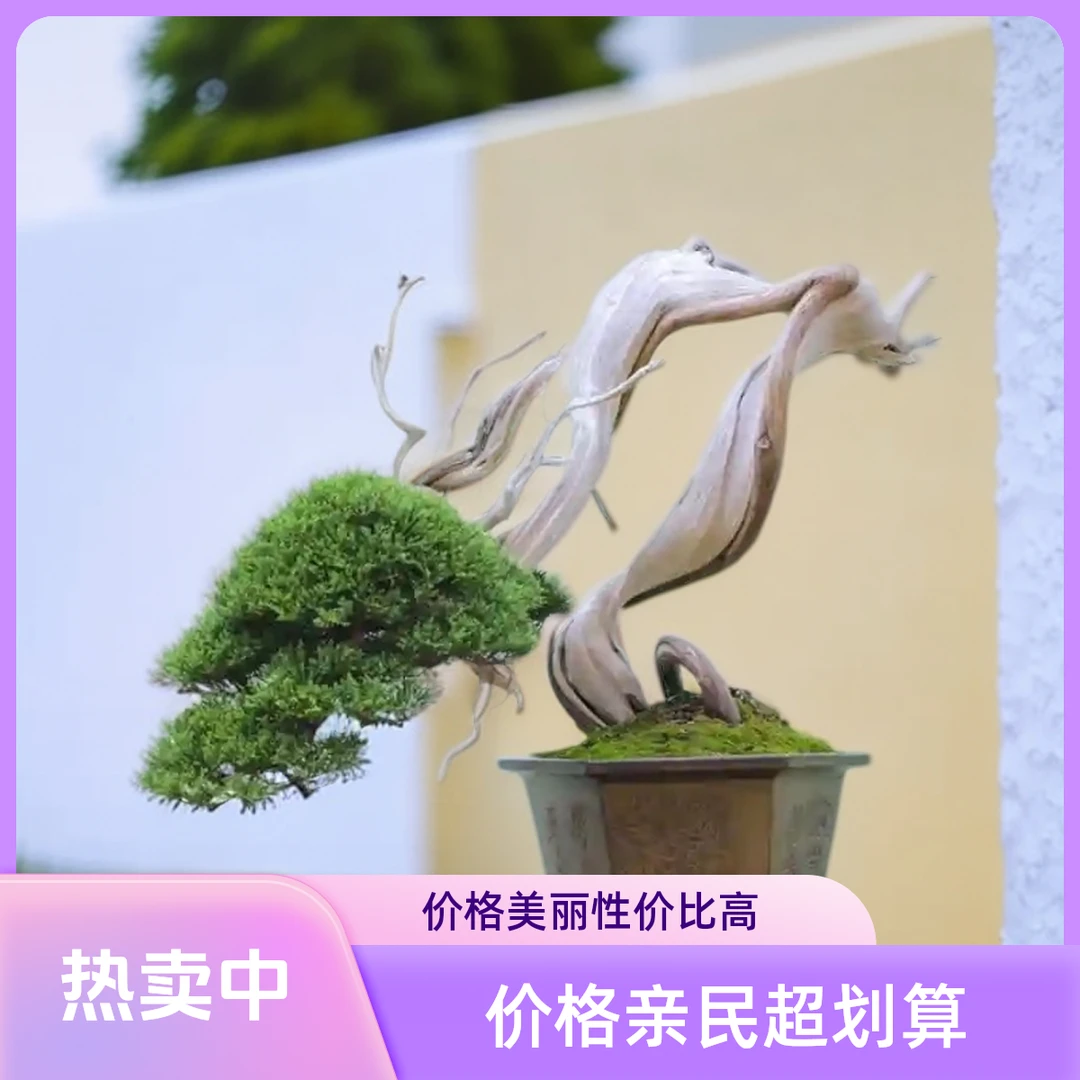 精品真柏盆景品质优良庭院阳台植物老桩