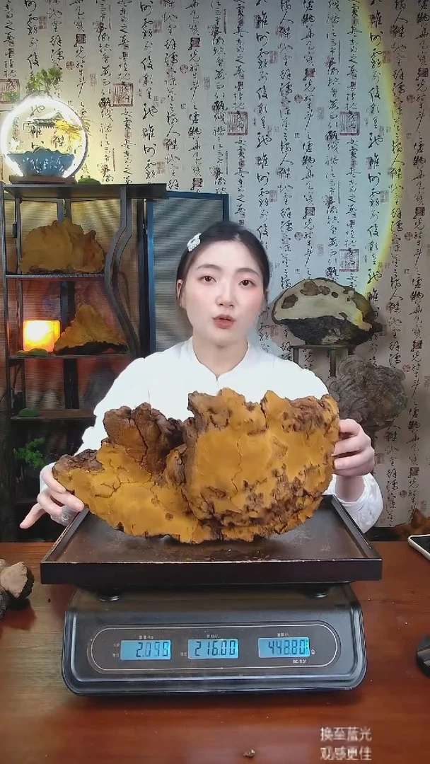 松针层孔菌中国大陆【藏区 野生】松树桑黄（4.67斤）50-60年份