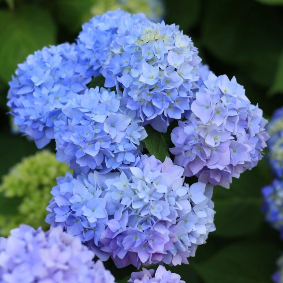 无尽夏绣球盆栽  露天苗多年生多季节开花 耐热阳台庭院植物好养