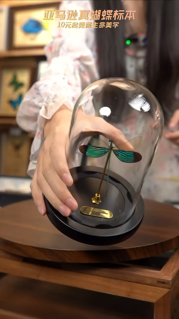 华艳色蟌小号玻璃罩