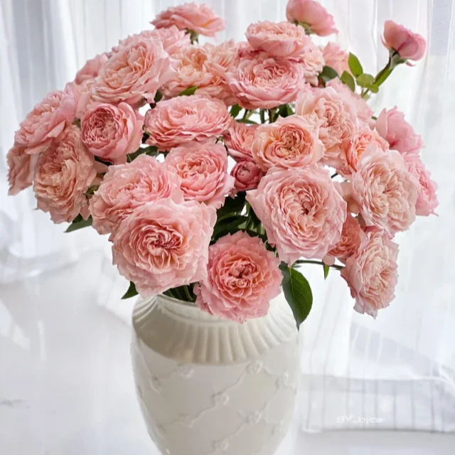 【云南鲜花】（朱丽叶塔）多头玫瑰  1单普通快递，2单以上顺丰冷链