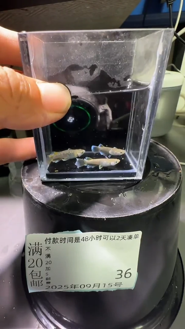 青鳉鱼观背青鳉观背青鳉36