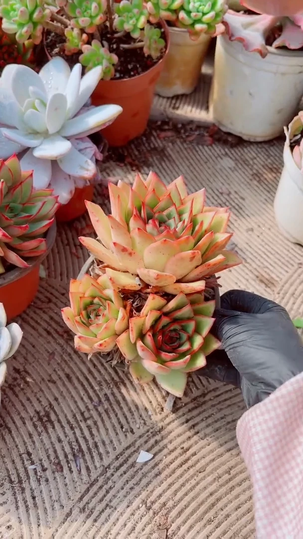 跃跃精品多肉一物一拍