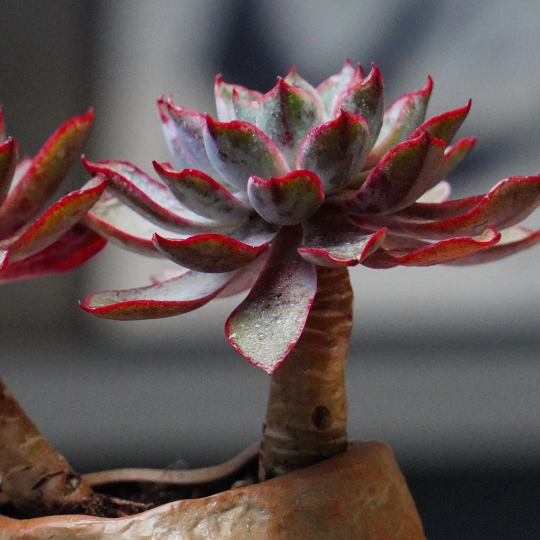 【一物一拍，请勿盲拍】多肉类