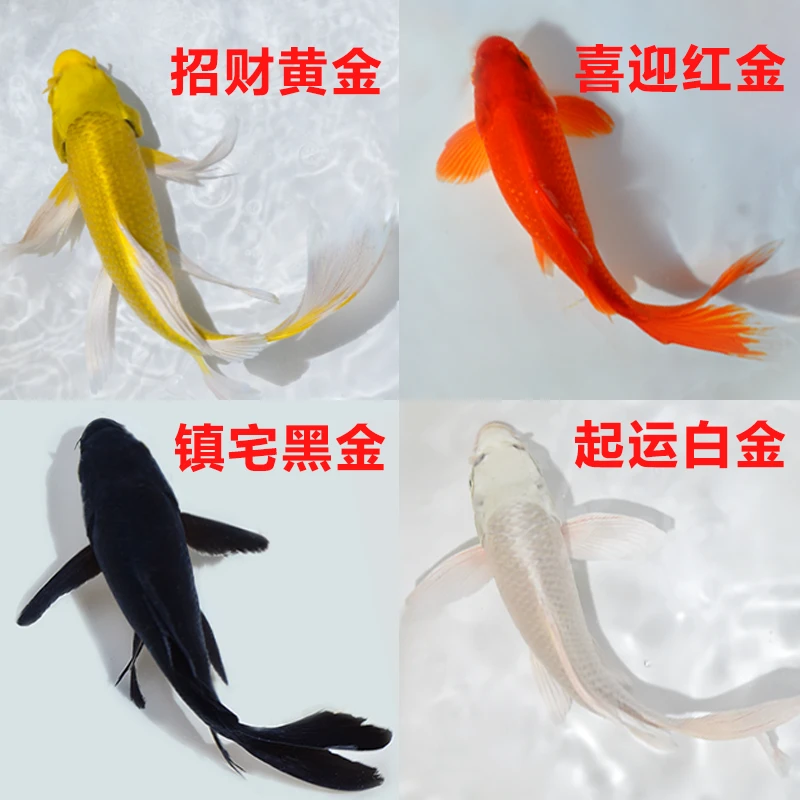 【小10福】8-10 黄金3兰花3红草3白金1 锦鲤观赏鱼活鱼金鱼耐活