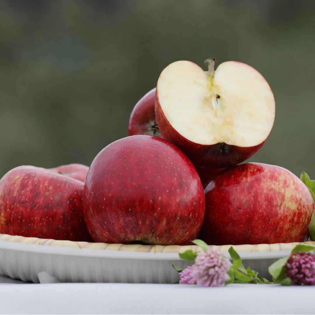 【有机丑苹果】云南马龙郎州红有机苹果新鲜采摘现摘现发脆甜多汁