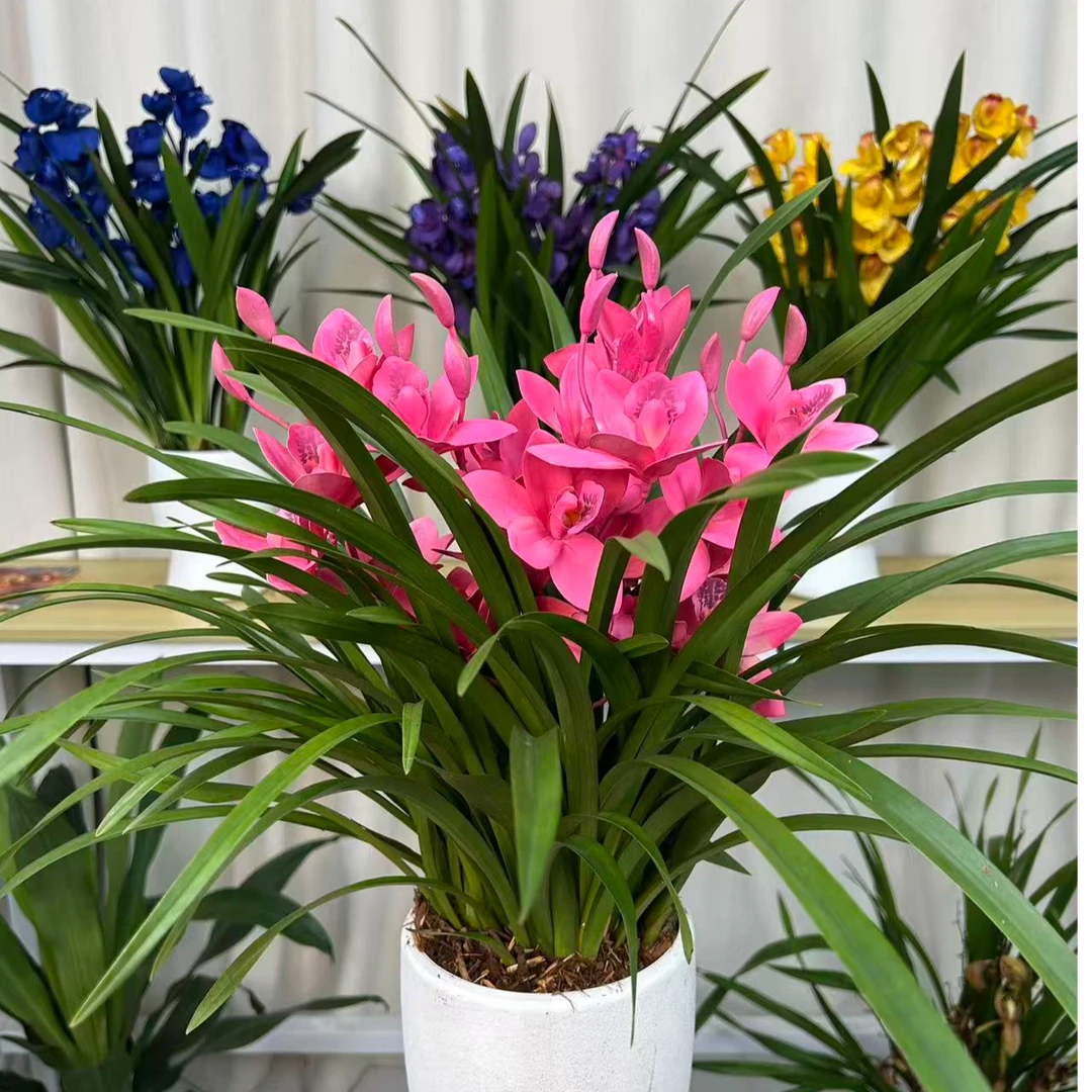 精品高端兰花【红粉佳人】盆栽绿植花卉室内外好养易活四季开花浓香