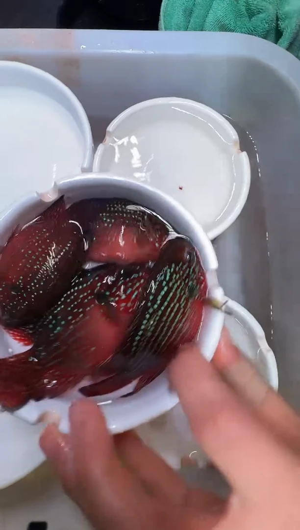 红宝石鱼红宝石球2对