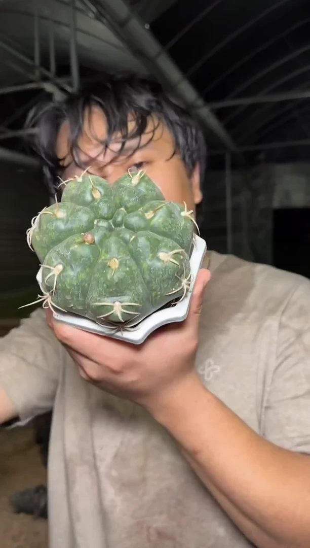 实生根 美花海王 8-11cm 不带花苞