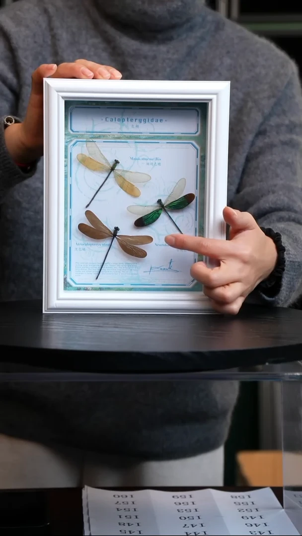 色蟌标本摆件竞拍I34