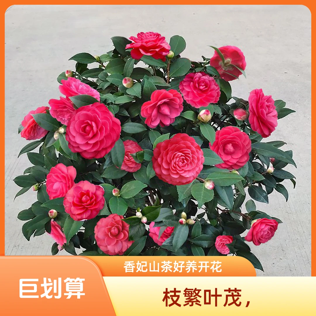 【东方甄选5年大苗】香妃山茶花五色赤丹花卉植物室内茶花树苗四季